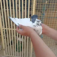 پنجاه تا کفتر بصورت یکجا