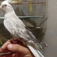 عروس هلندی وات چشم قرمز رام و مولد و مرغ عشق رینیو|پرنده|بندرعباس, |دیوار