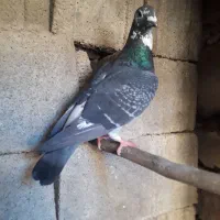 پلاکیا|پرنده|مسجد سلیمان, |دیوار