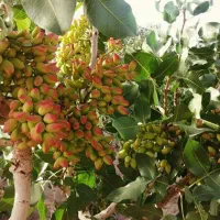 انواع نهال پسته بادامی|خدمات باغبانی و درختکاری|تربتحیدریه, کلاته توکلی|دیوار