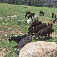میش وبره وقصیر