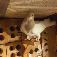 پشت هفترنگ سار موشی|پرنده|مشهد, انصار|دیوار