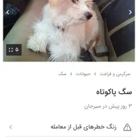اگهی فوری سگ گم شده اخرخیابان امام محمدباقر کوچ۲۷