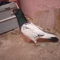 کله سیاه آلمانی