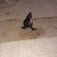 خروس سیاه مرندی|حیوانات مزرعه|خمینی‌شهر, |دیوار