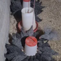 نیمچه ۲ ماه امروک