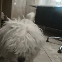 سگ گم شده|حیوانات|ارومیه, |دیوار