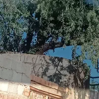 مقداری هیزم درخت سنجد
