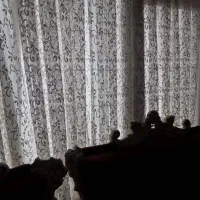 پرده|پرده، رانر، رومیزی|زنجان, |دیوار
