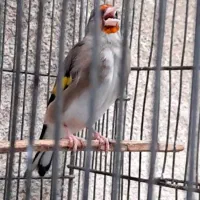 سهره دورگ کرمونی نشون دار|پرنده|تهران, تهرانپارس شرقی|دیوار