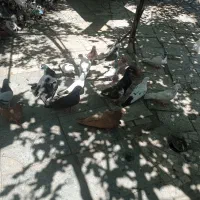 کبوتر