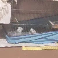 عروس ایزابلا|پرنده|خان ببین, |دیوار