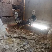 سینه مشهدی بزک