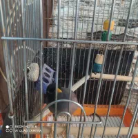 مرغ مینا|پرنده|قم, پردیسان|دیوار