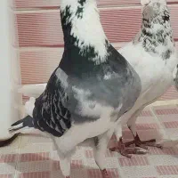 کبوتر