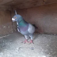 کبوتر نر بغدادی|پرنده|نکا, |دیوار