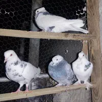 کفتر