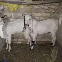 یک عدد تروشت و بز گلابی مخصوص مالداری|حیوانات مزرعه|ایرانشهر, |دیوار