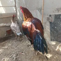 مرغ وخروس دونگ بالا|حیوانات مزرعه|سراوان, |دیوار