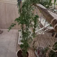 گلهای خانگی