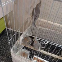 عروس هلندی|پرنده|صائین قلعه, |دیوار