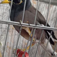 مرغ مینا|پرنده|شیراز, کوشک میدان|دیوار