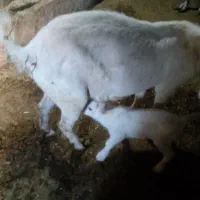 میش وبز وبزغاله|حیوانات مزرعه|تربتحیدریه, بالا ولایت|دیوار