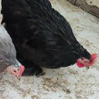 2 عدد خروس کوشین