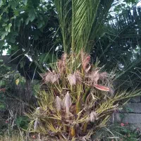 فروش درخت نخل