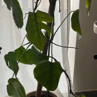 سطل های رنگارنگ نونو|گل مصنوعی|اندیشه, شهرک صدف|دیوار