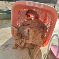 گربه گمشده در گلبهار پیروزی ۱۲|گربه|گلبهار, شهر جدید گلبهار|دیوار