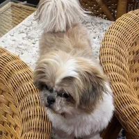 فروش شیتزو فلت خانگی اصیل