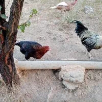 بوقلمون کرچ ومرغ لاری|حیوانات مزرعه|کلاترزان, |دیوار