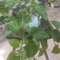 تعدادی گل پتوس|گل و گیاه طبیعی|صدرا-فارس, فاز ۲|دیوار