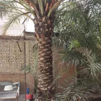 نخل برحی (فروشی)|گل و گیاه طبیعی|اهواز, کوی فرهنگیان ۱|دیوار