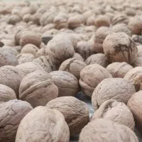 گردو|عمده‌فروشی|اهرم, |دیوار