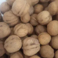 گردو امسالی محصول اسدآباد