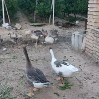 غاز محلی سنگین