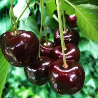 نهال آلبالو پربار خوشه ای|خدمات باغبانی و درختکاری|ارومیه, |دیوار