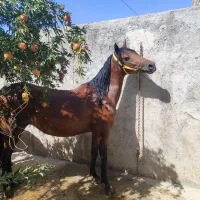 اسب مادیان|اسب و تجهیزات اسب‌سواری|مهریز, |دیوار