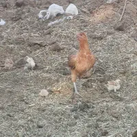 فروش مرغ محلی