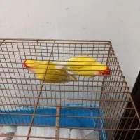 طوطی برزیلی|پرنده|رشت, سلیمانداراب|دیوار