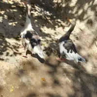 دو عدد غاز ماده تخم گذار به فروش می رسد