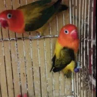 کوتوله برزیلی یویینگ با جوجه و عروس هلندی دستی .|پرنده|بندرعباس, |دیوار