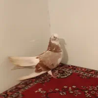 دوعددشازده قرمز|پرنده|پارس‌آباد, |دیوار