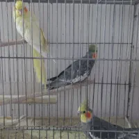 عروس هلندی جفت وتک|پرنده|رفسنجان, |دیوار