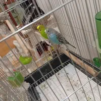 یک جفت مرغ عشق بالغ همراه با قفس و تمام وسایل|پرنده|ساوه, |دیوار