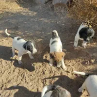 توله سگ نر و ماده فروش فوری|سگ|تربتحیدریه, حاجی یار|دیوار