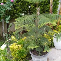 گل و گیاه درختچه