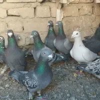 کفتر پلاکی زدو خوردی